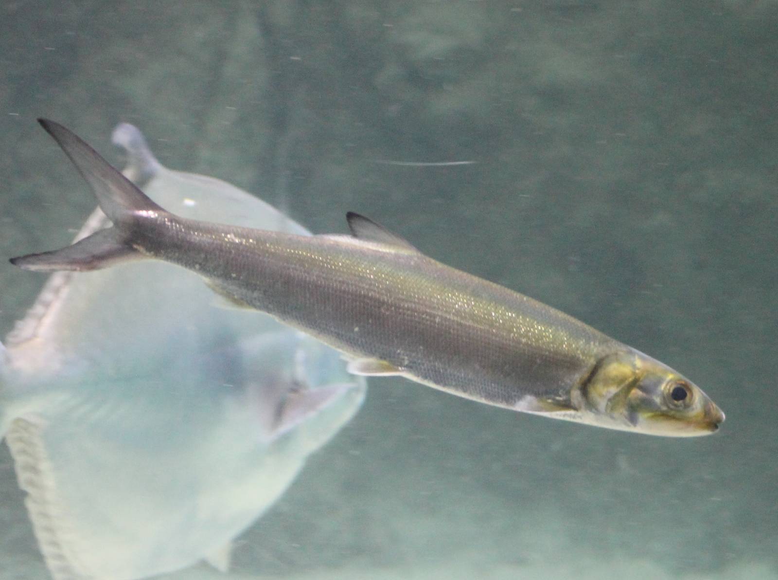 Tenpounder or Ladyfish