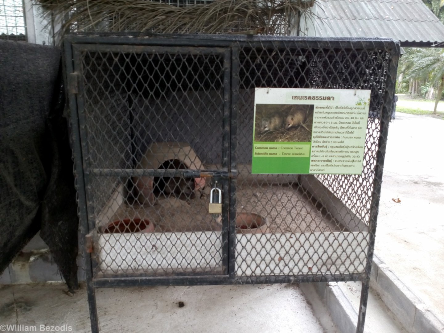 Tenrec Cage