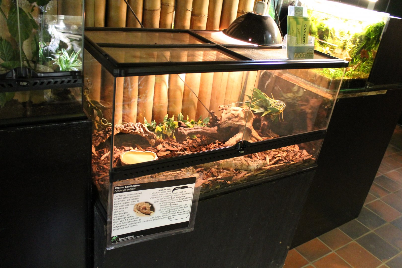 Tenrec-enclosure