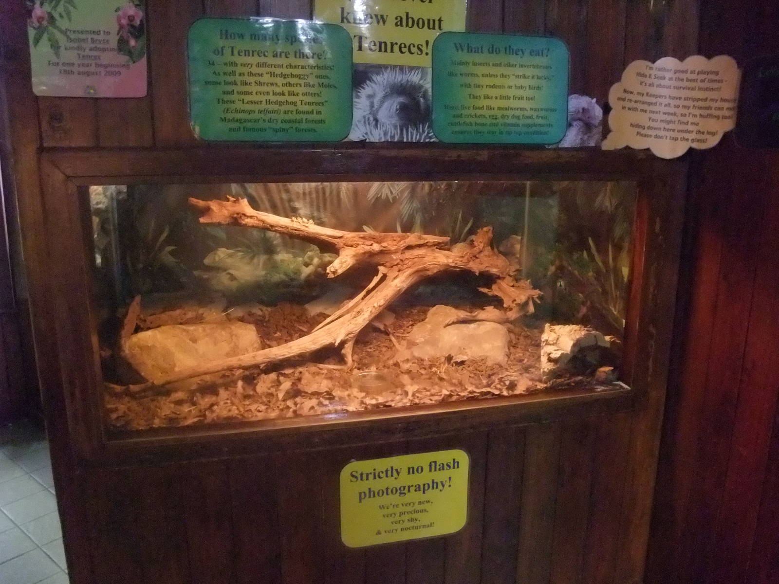 Tenrec Exhibit at the Palms: Final Visit, 08/08/10