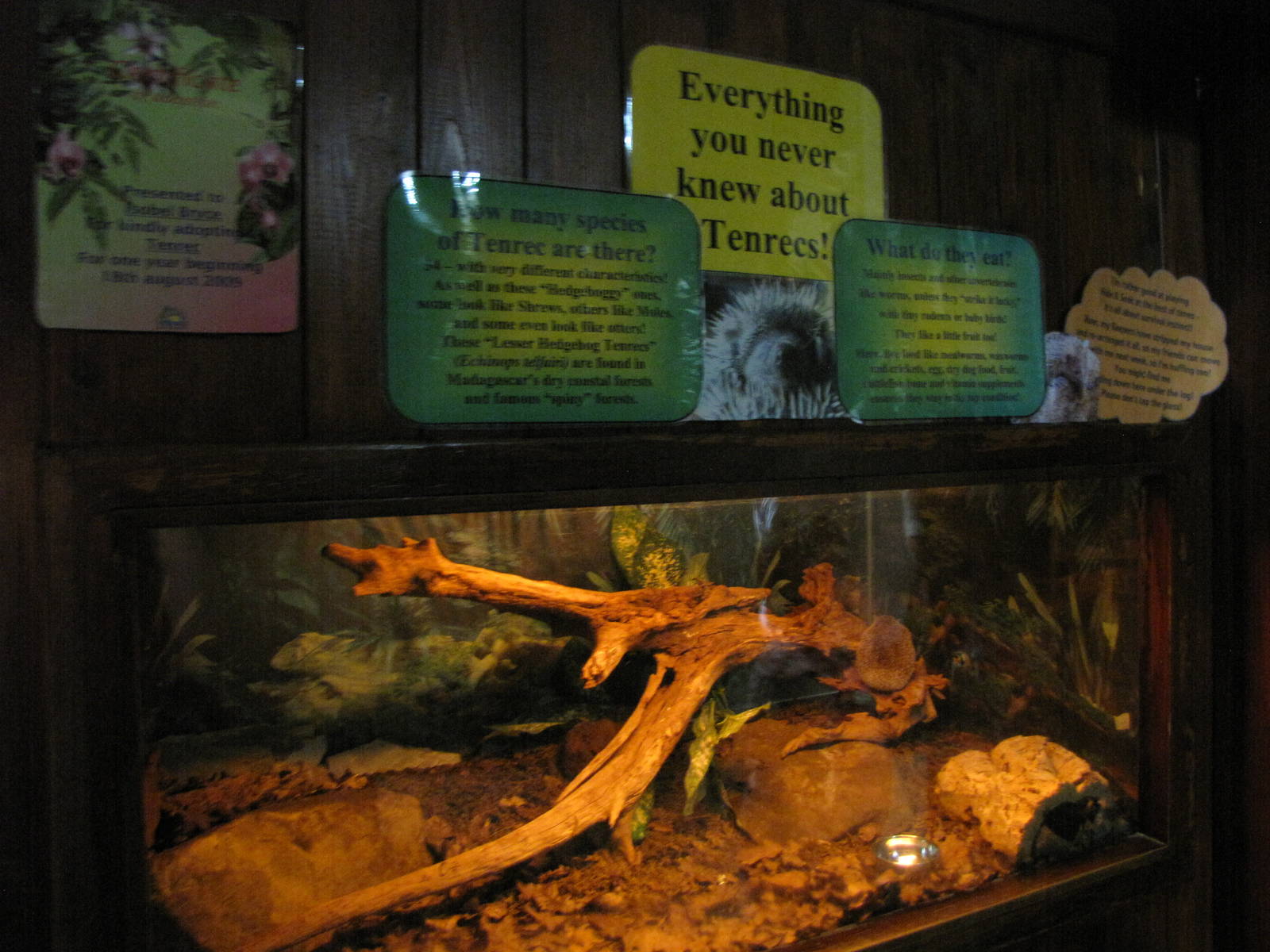 Tenrec exhibit