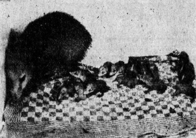 Tenrec with 19 young