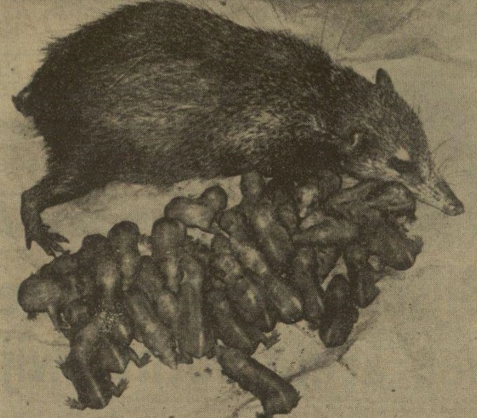 Tenrec with 31 babies !