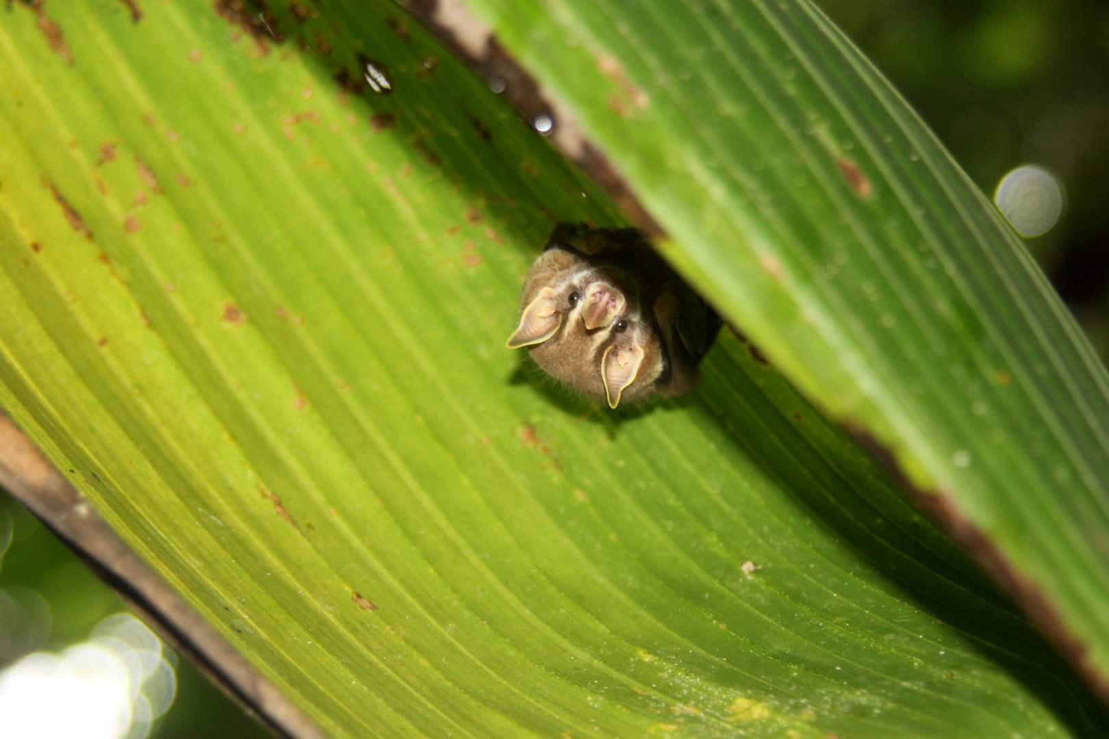tent-making bat (Uroderma bilobatum)