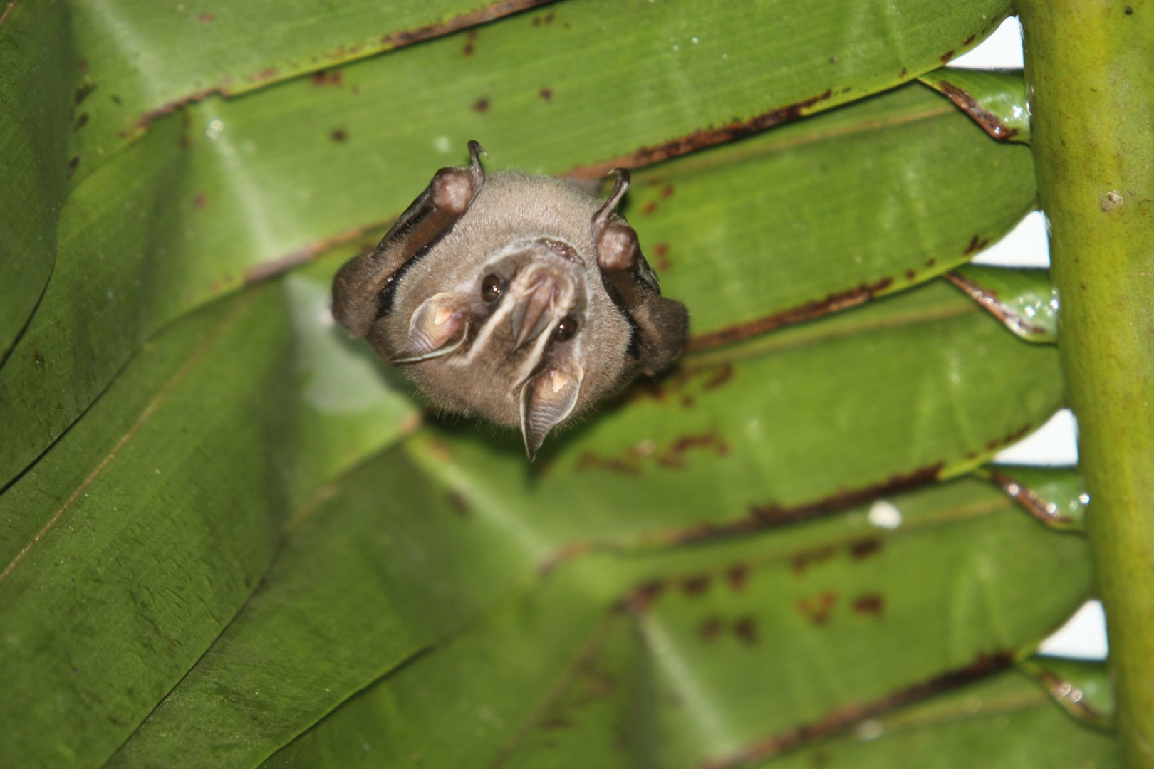 tent-making bat (Uroderma bilobatum)