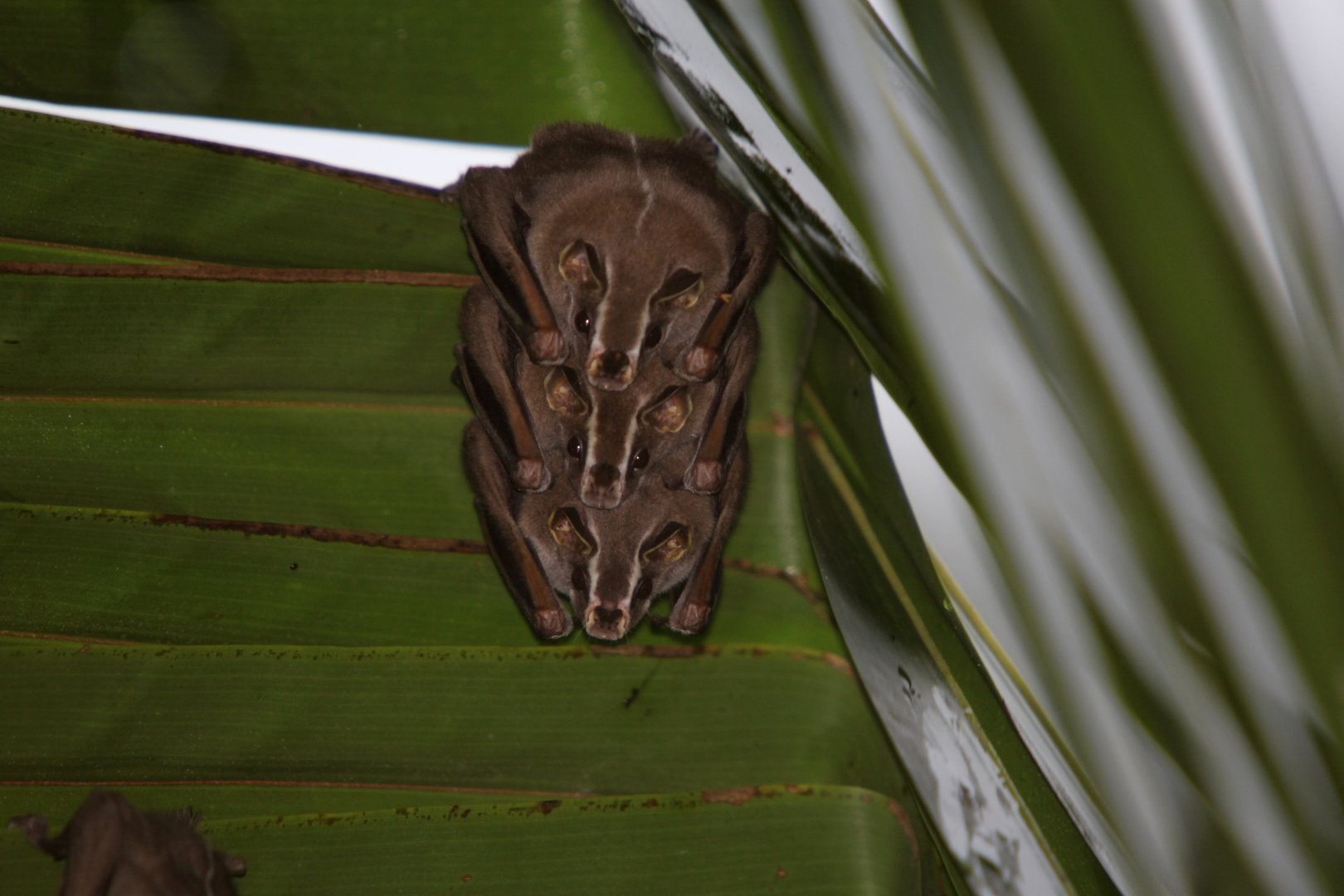 tent-making bat (Uroderma bilobatum)