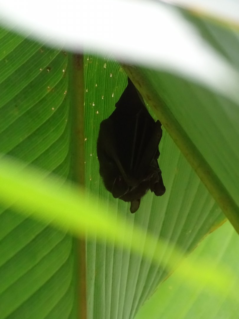 Tent-making bat, Uroderma bilobatum