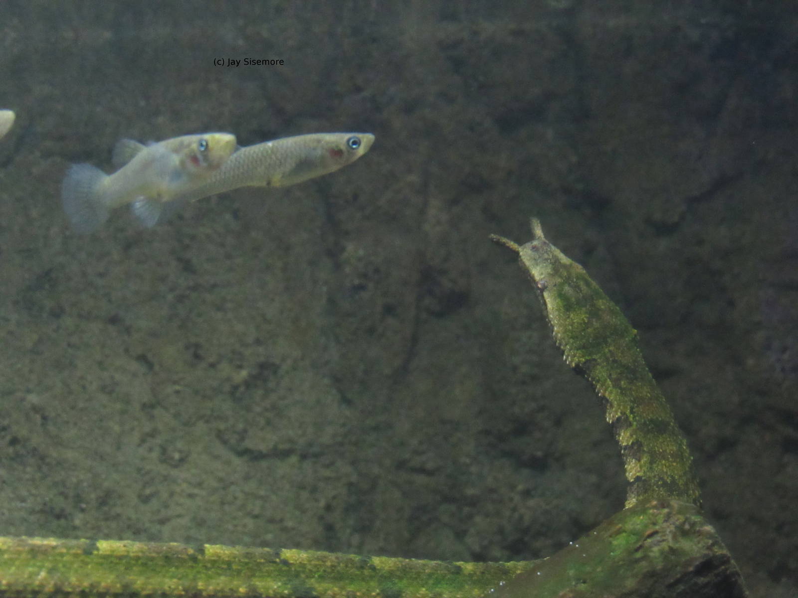 Tentacled Snake and Fish ID.