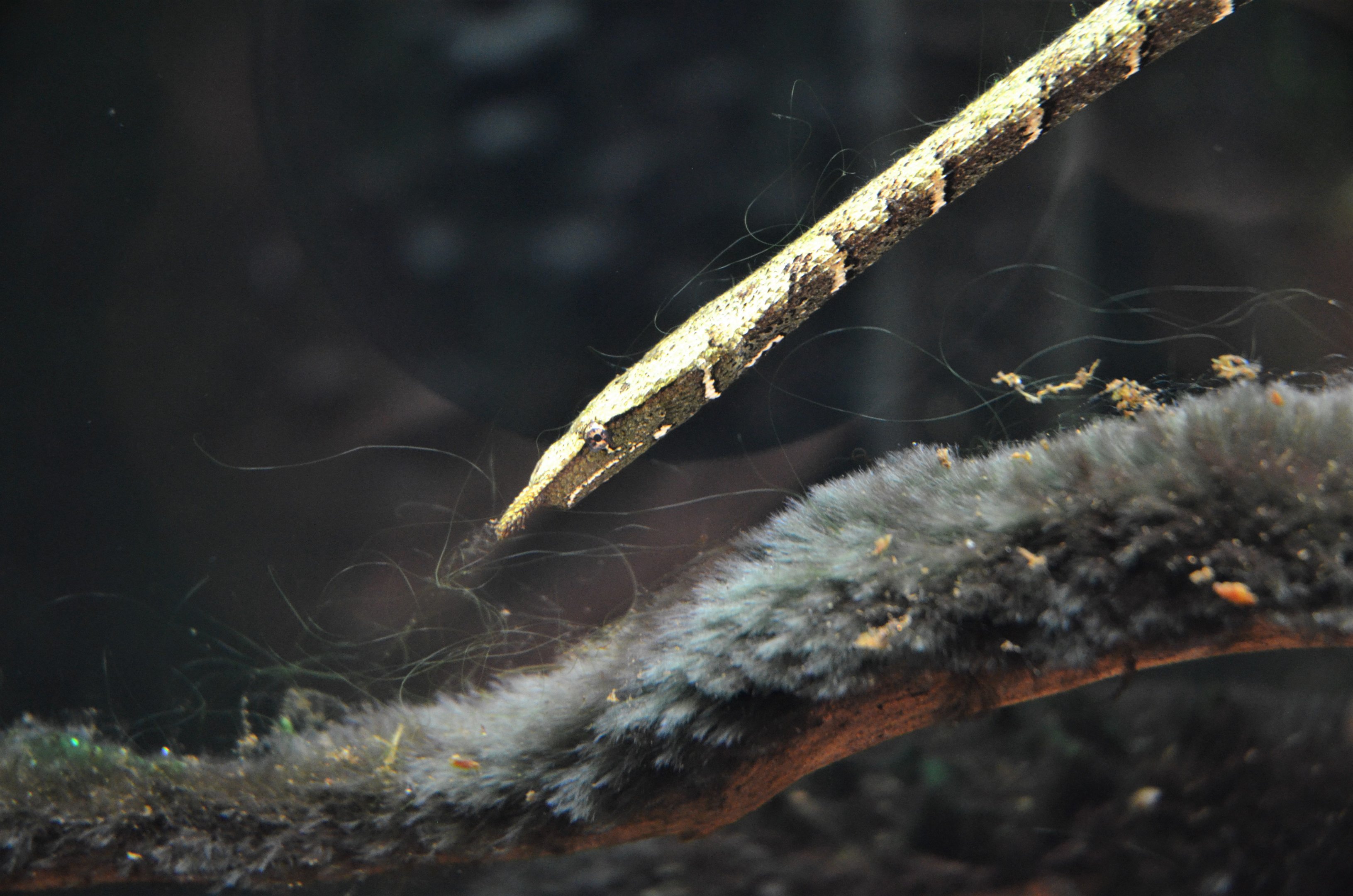 Tentacled Snake at Chester, 30/09/17