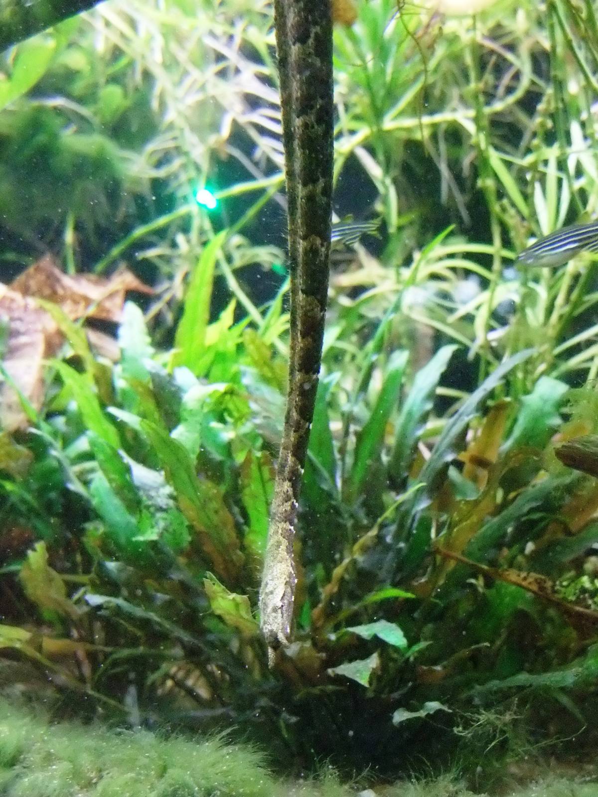 Tentacled Snake at Vienna, 16/06/13