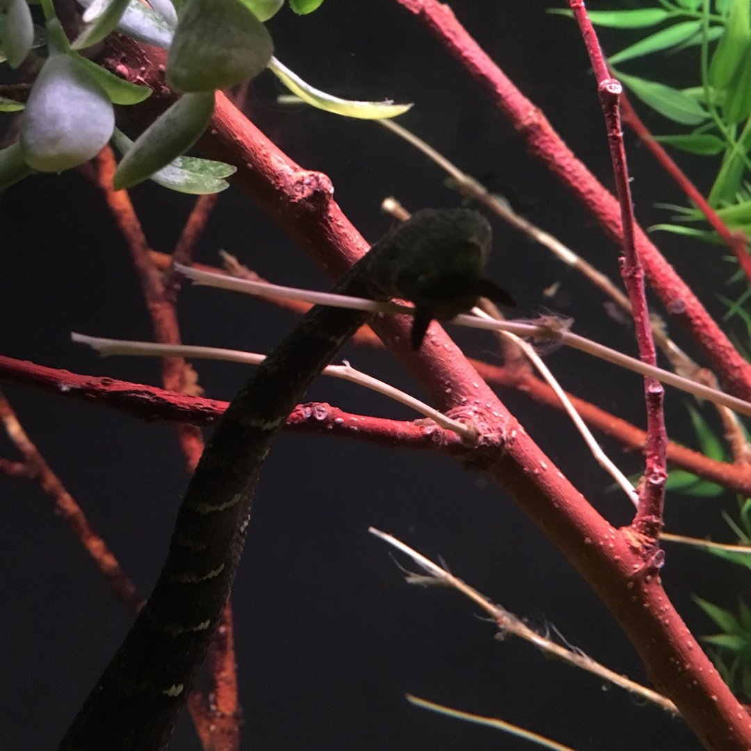Tentacled Snake | Brookfield Zoo