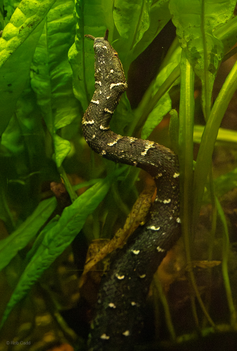 Tentacled snake : Chester Zoo : 06 Sep 2025