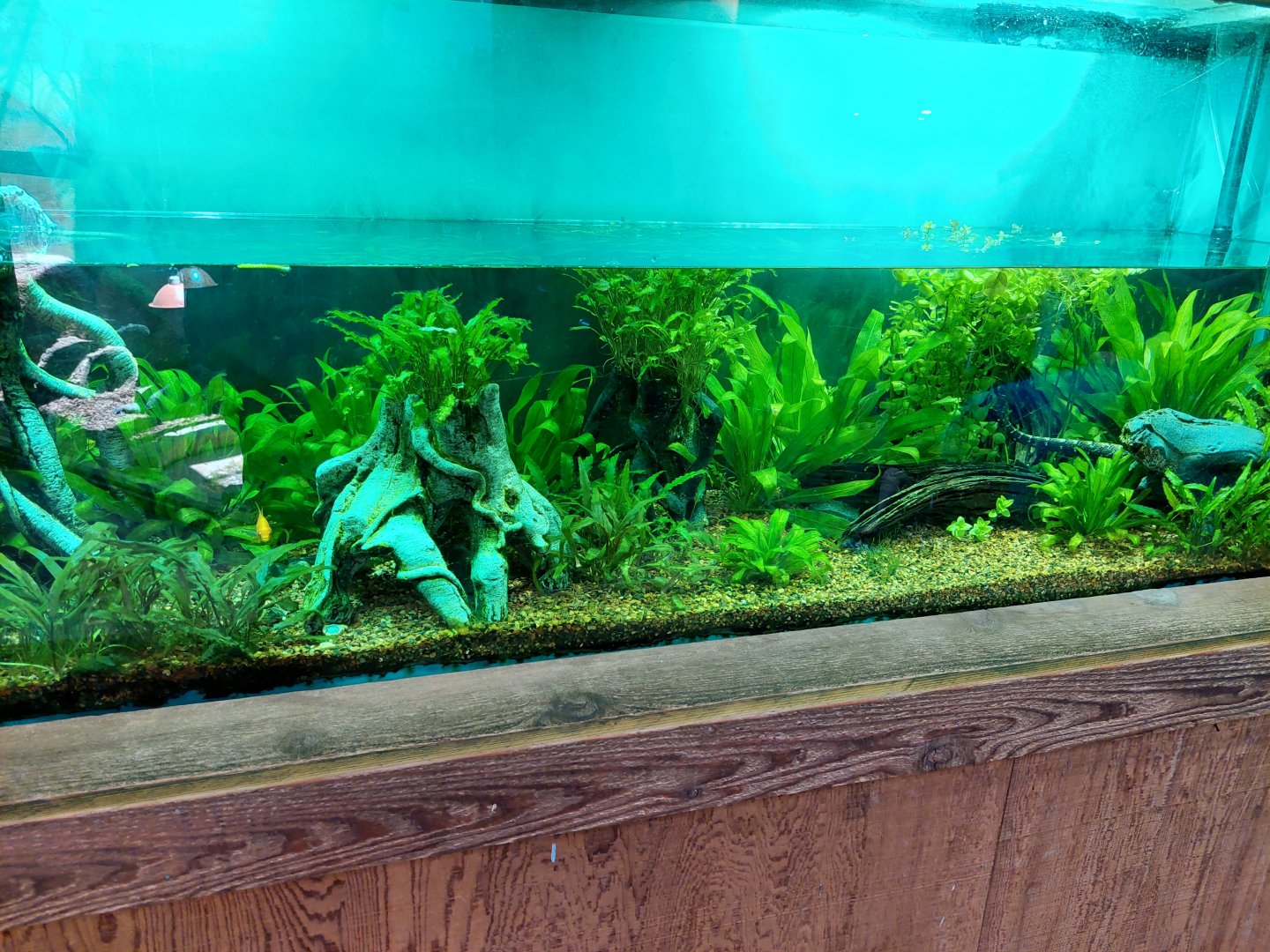 Tentacled Snake Enclosure