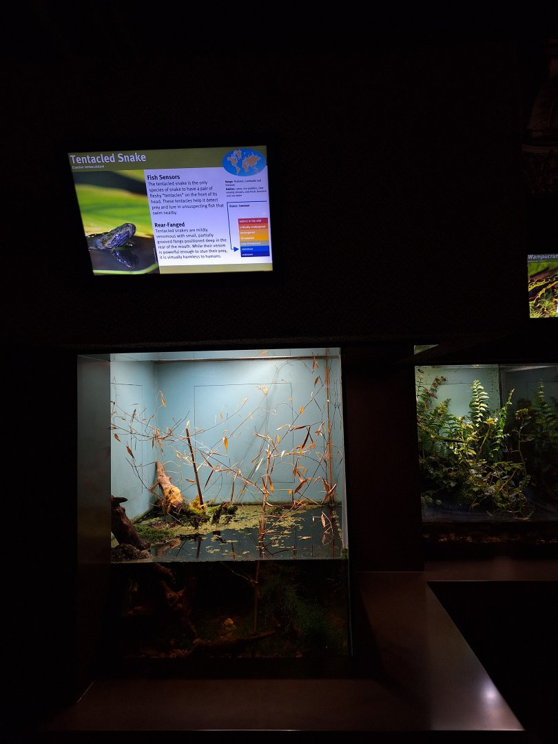 Tentacled snake enclosure