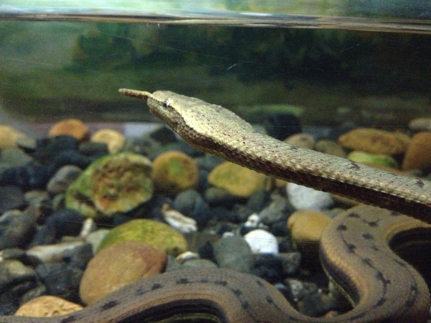 Tentacled Snake (Erpeton tentaculatum)