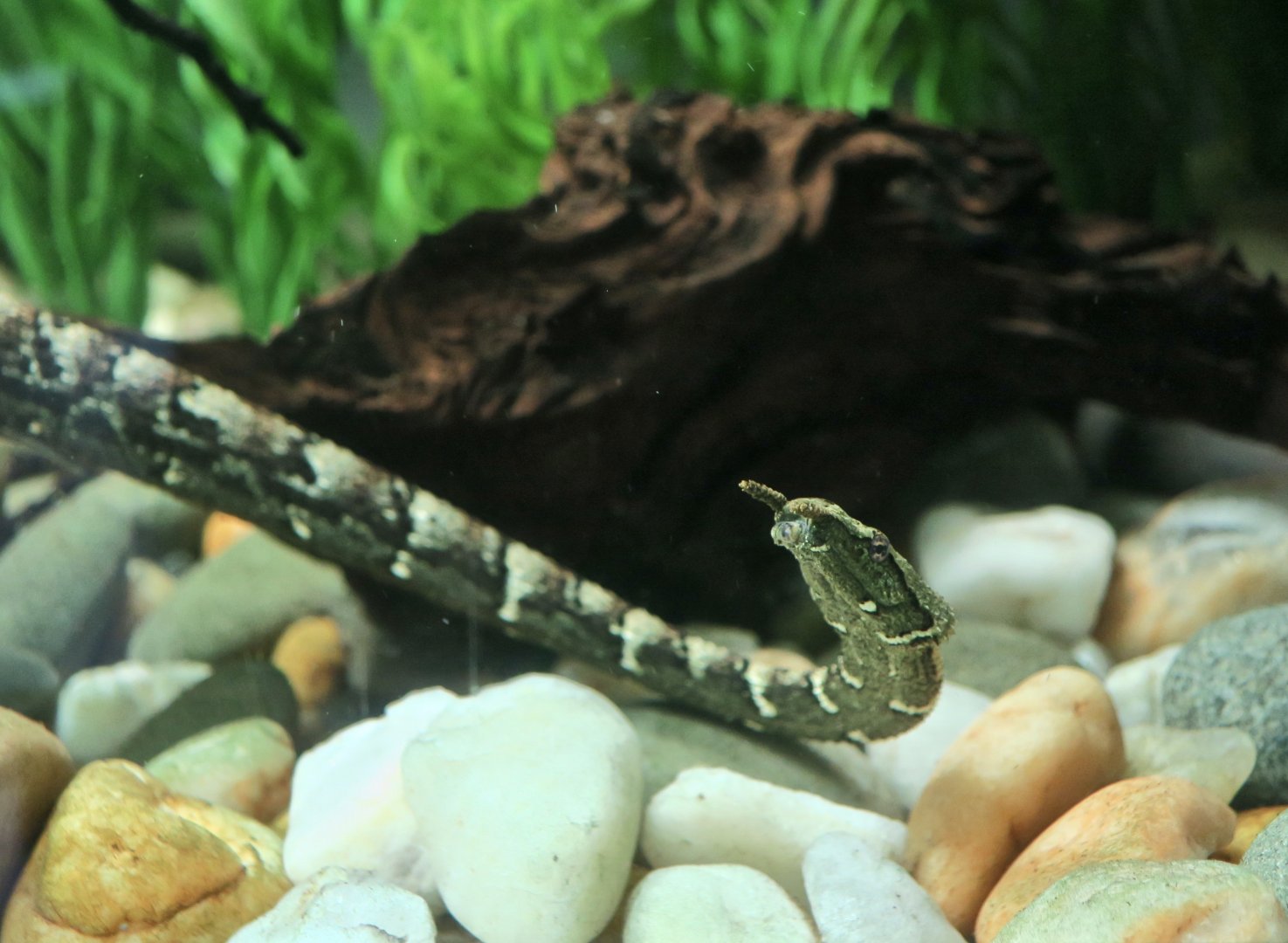 Tentacled Snake (Erpeton tentaculatum)