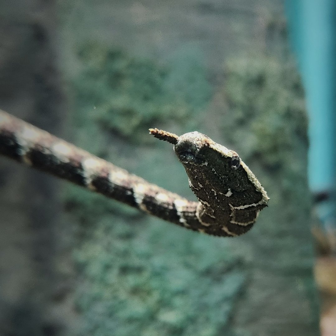 Tentacled Snake (Erpeton tentaculatum)