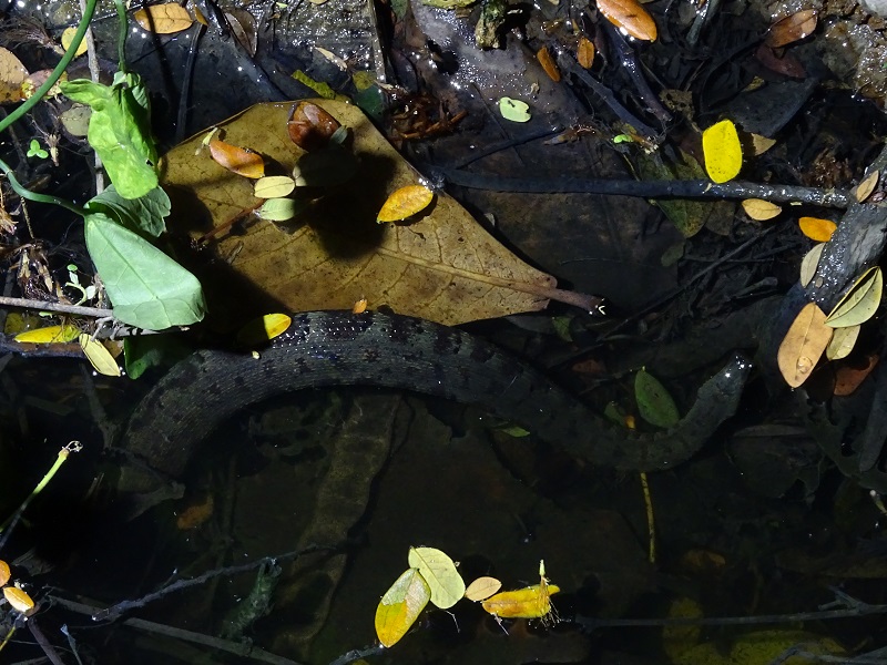 Tentacled snake (Erpeton tentaculatum)