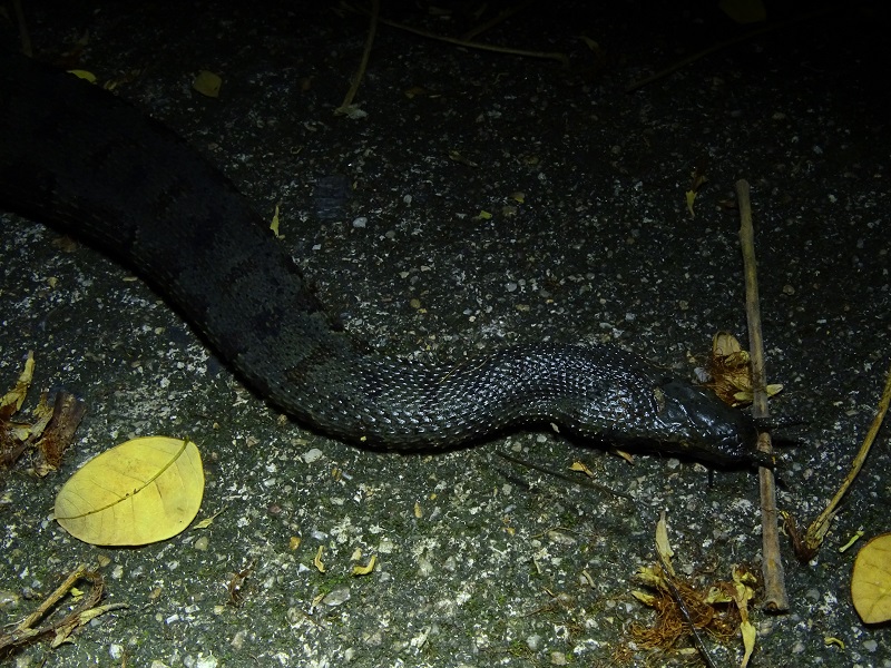 Tentacled snake (Erpeton tentaculatum)
