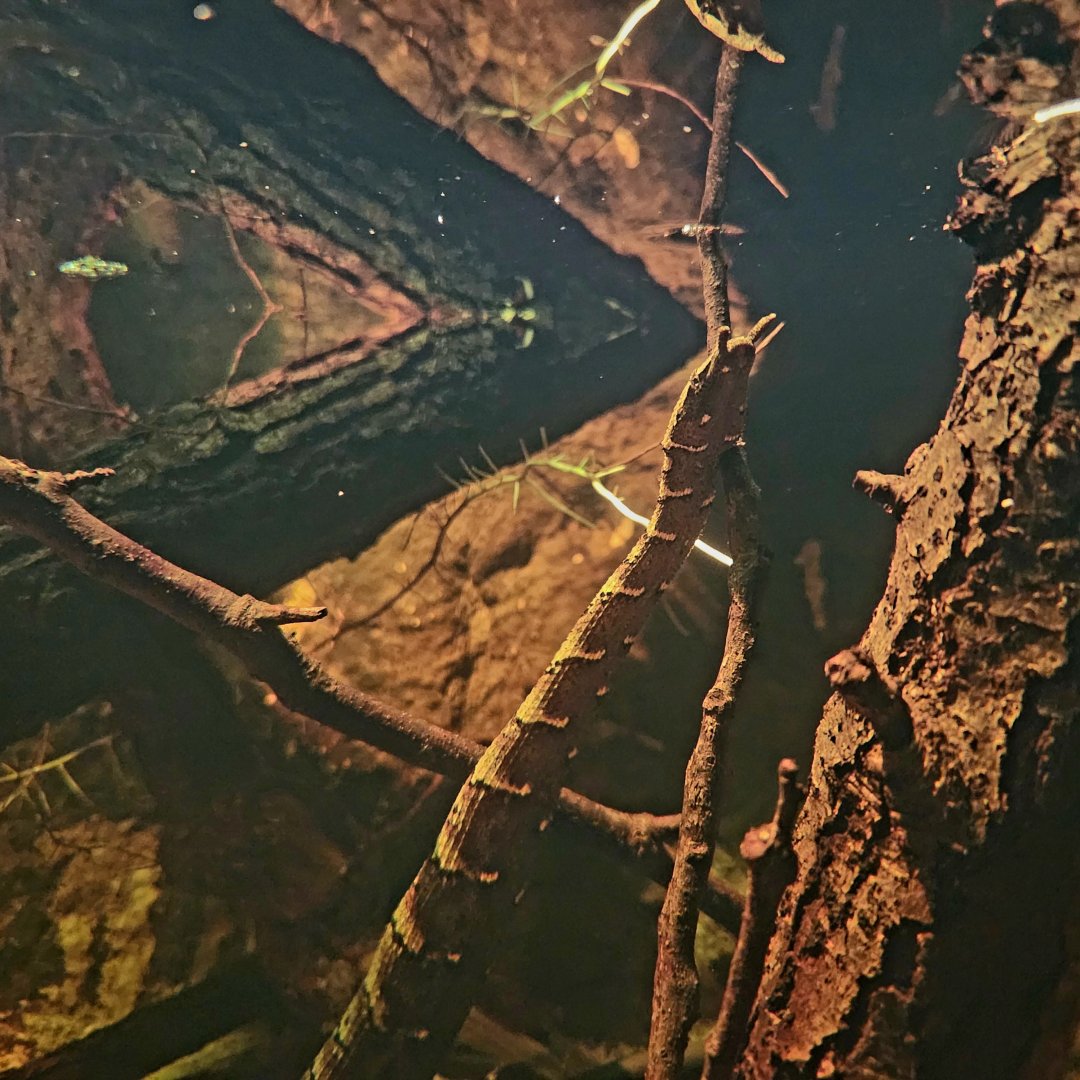 Tentacled Snake (Erpeton tentaculatum)