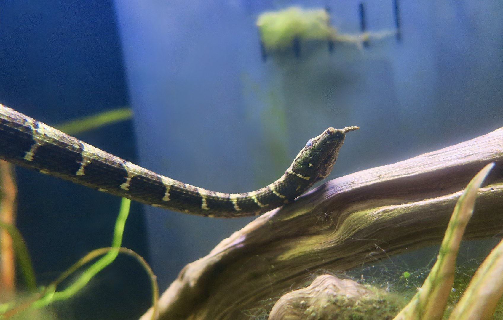 Tentacled Snake (Erpeton tentaculatum)