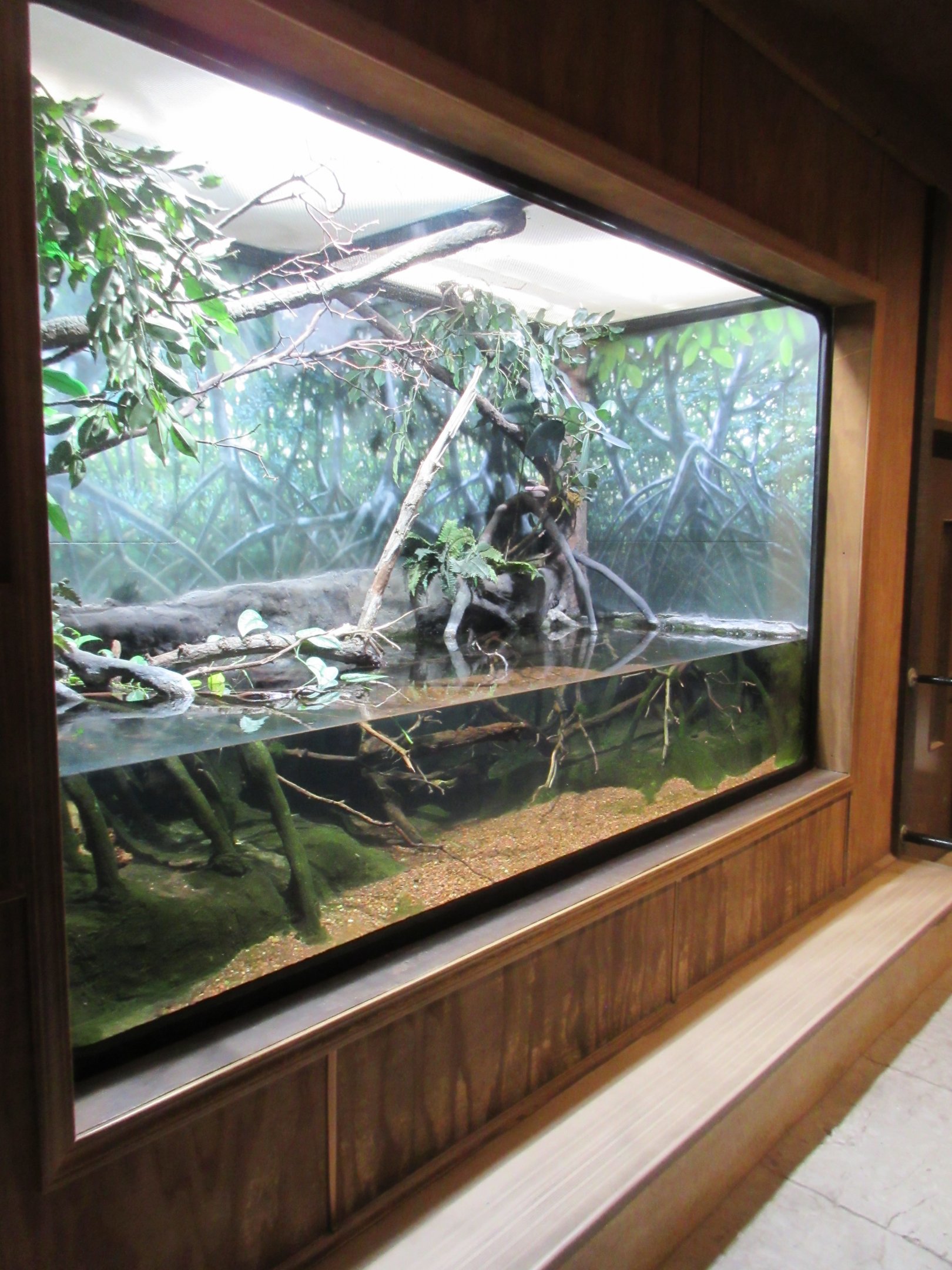 Tentacled Snake Exhibit (10-foot wide terrarium)