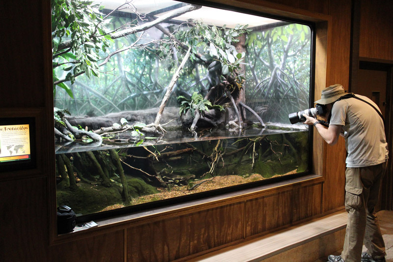 tentacled snake exhibit (with my cousin)