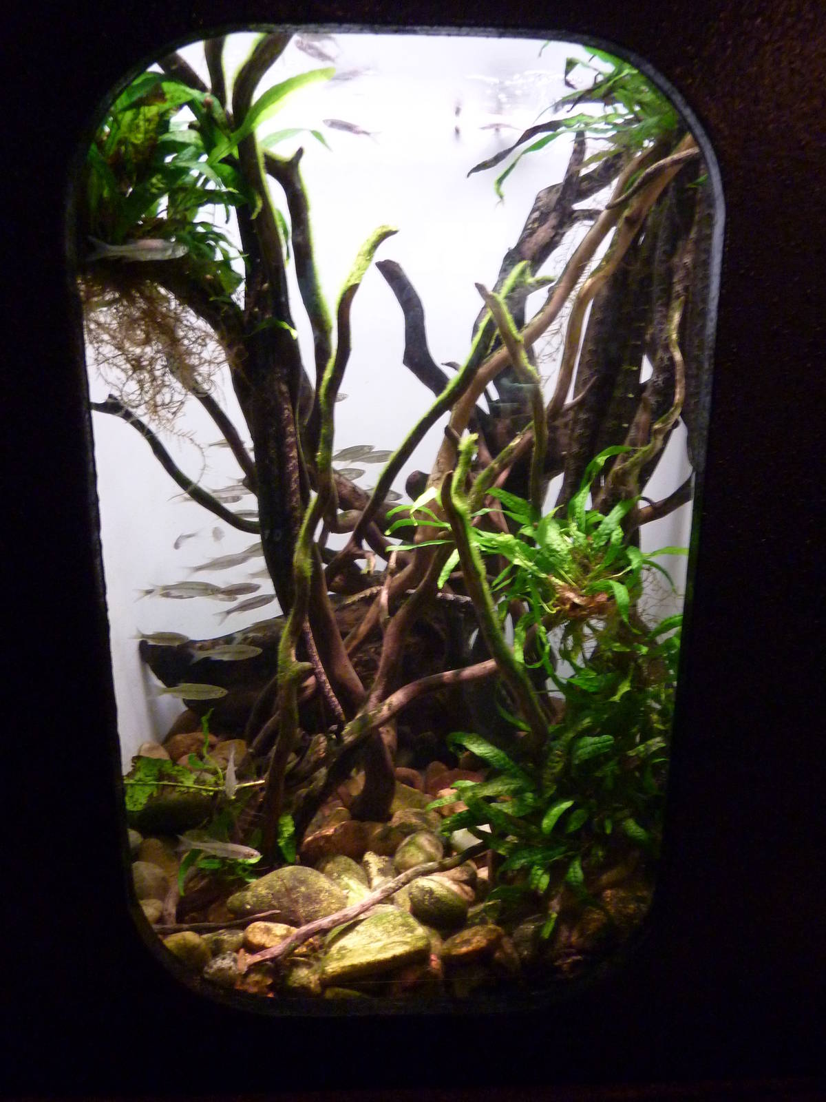 Tentacled Snake Exhibit