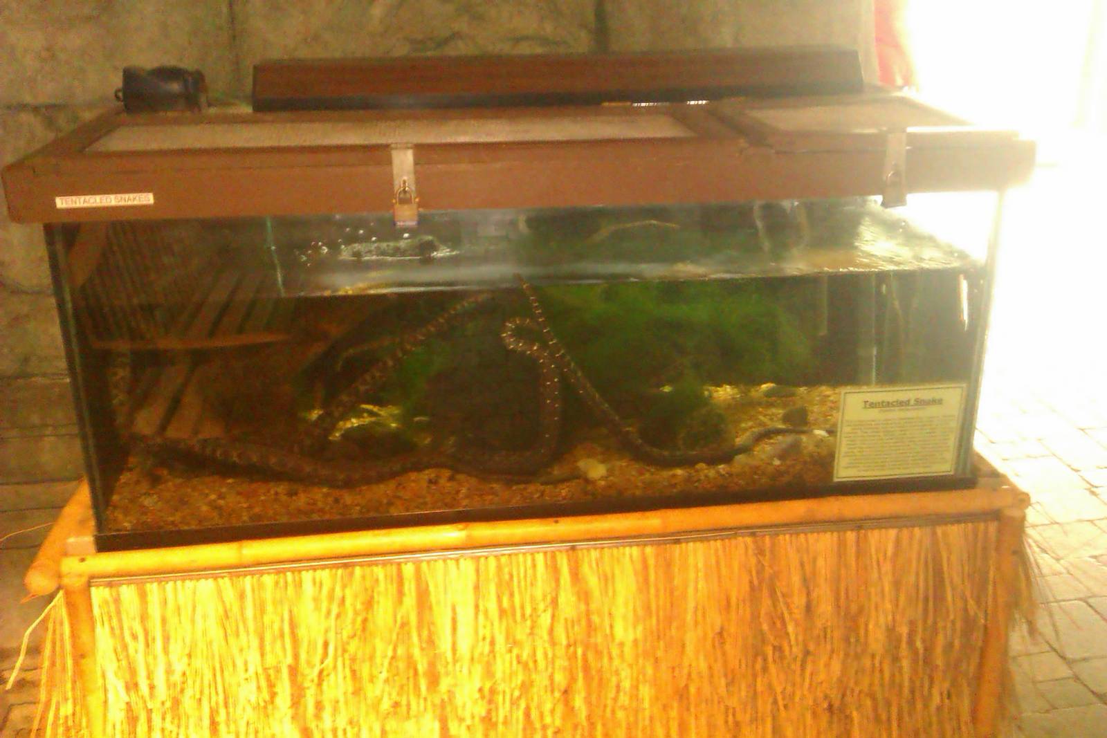 tentacled snake exhibit