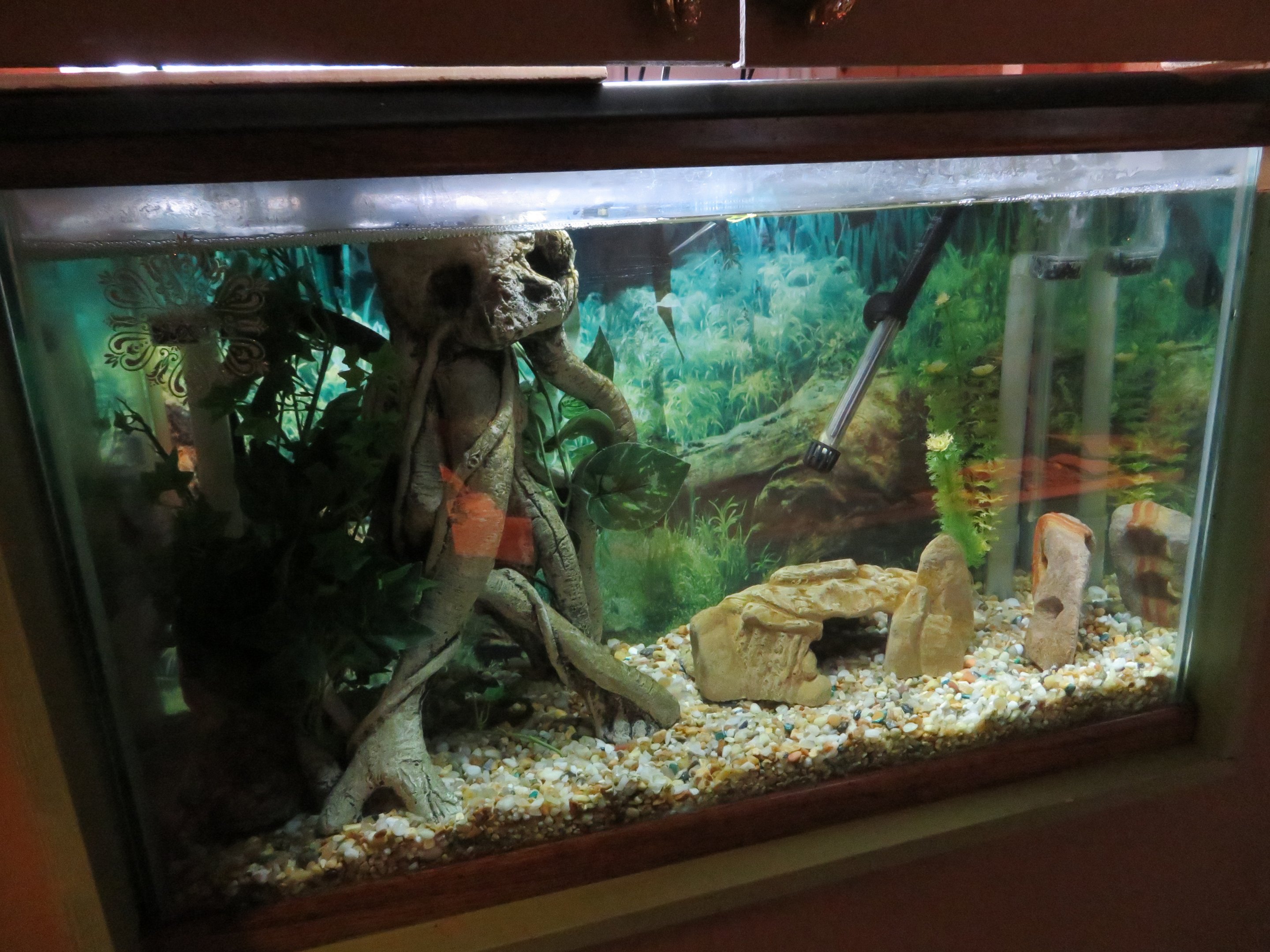 Tentacled Snake Tank