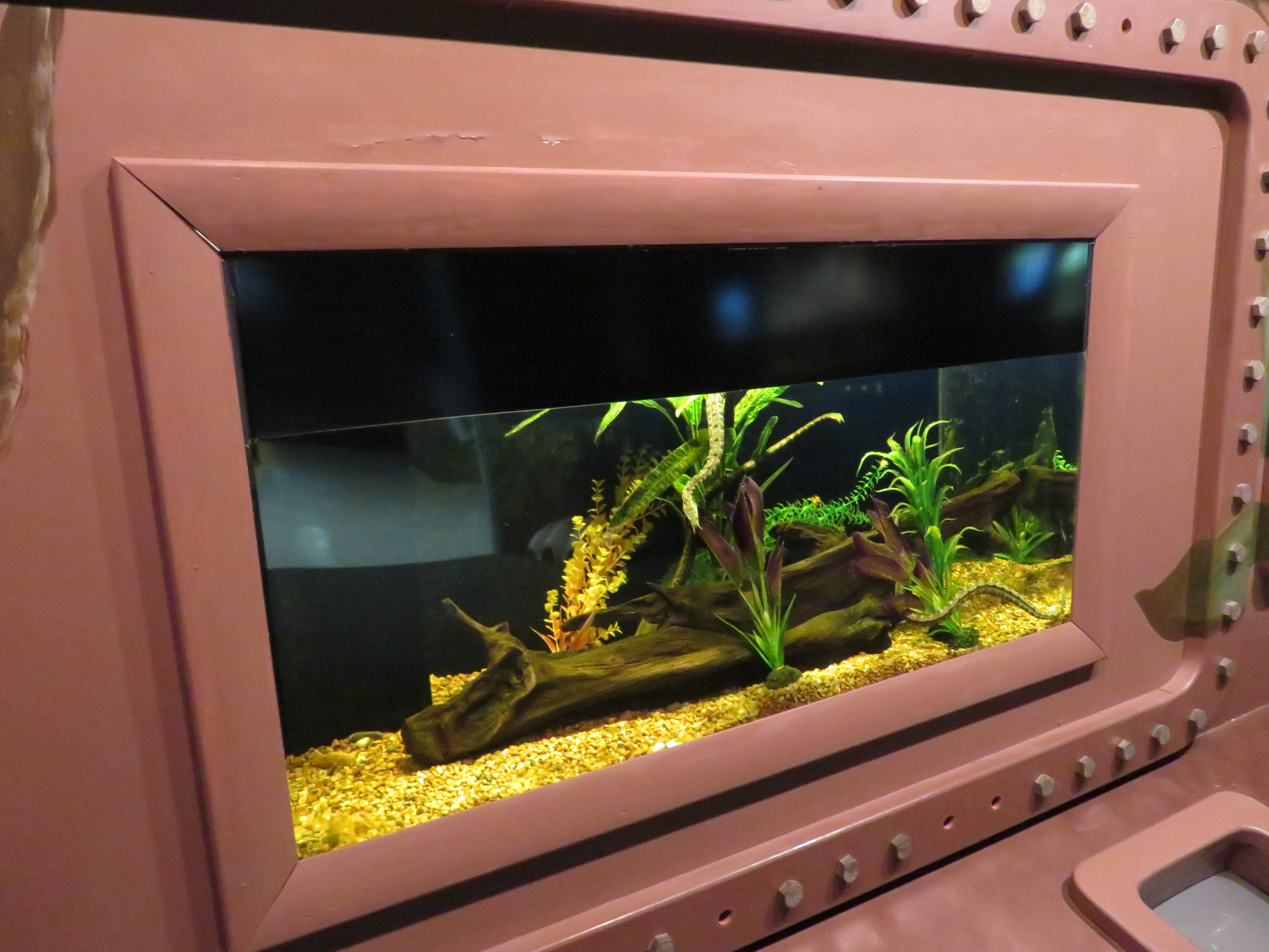 Tentacled Snake Tank