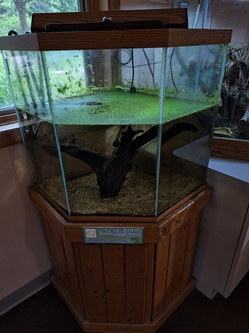 Tentacled Snake Tank