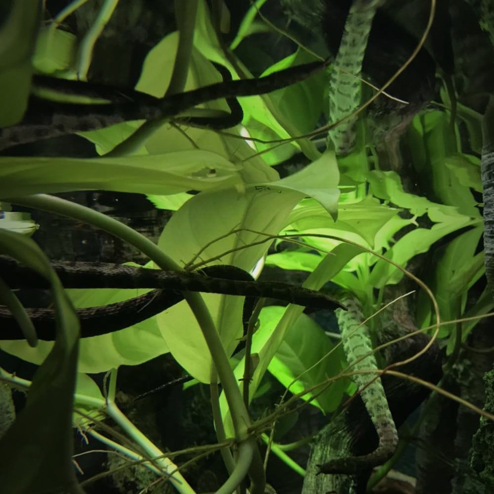 Tentacled Snakes (Erpeton tentaculatum)