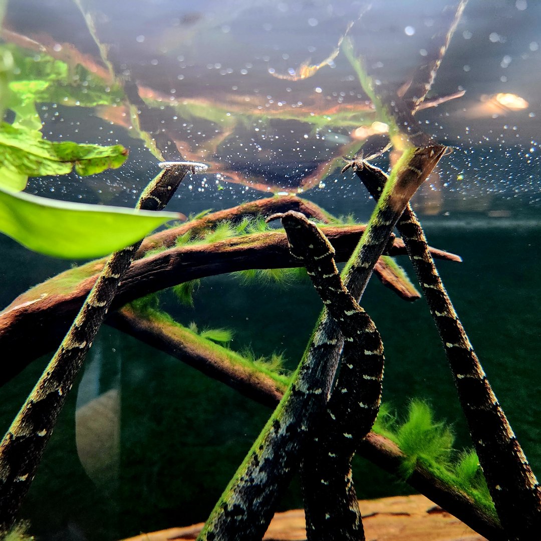 Tentacled Snakes (Erpeton tentaculatum)