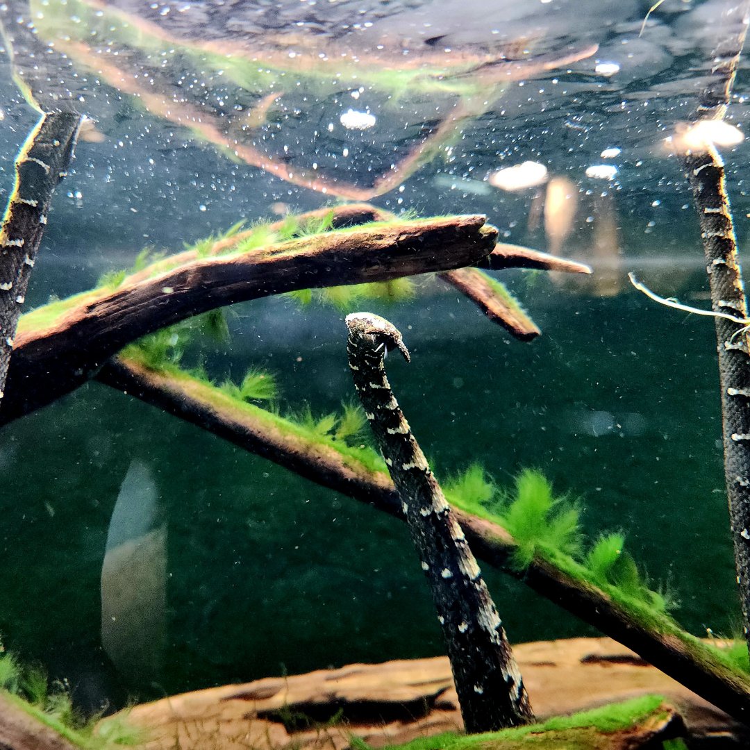 Tentacled Snakes (Erpeton tentaculatum)