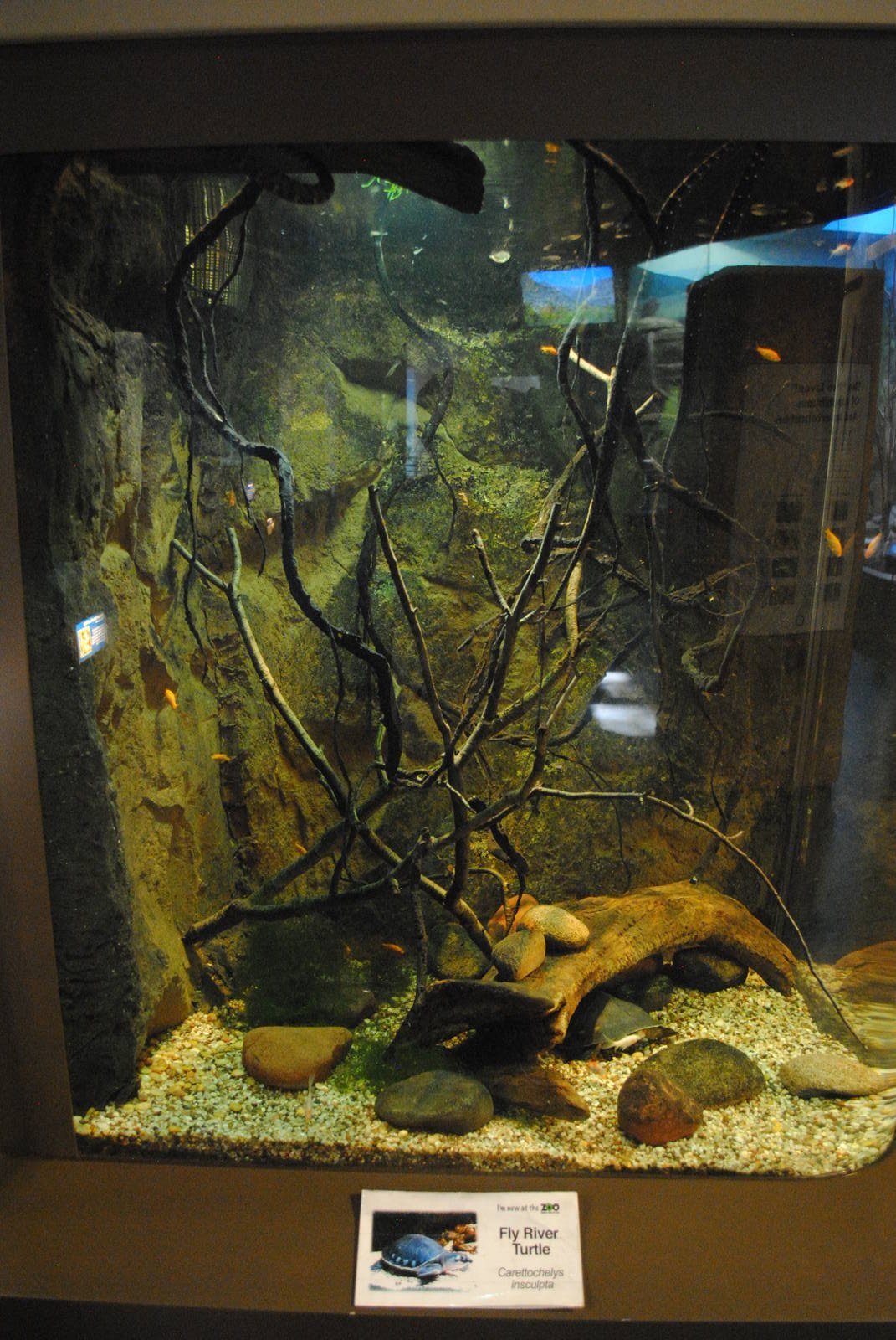 Tentacled Snakes/Fly River Turtle