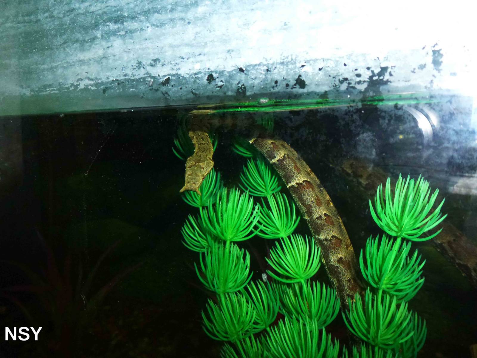 Tentacled water snake, June 2013.
