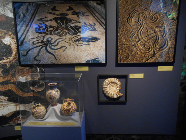 Tentacles display on cephalopods in art and history