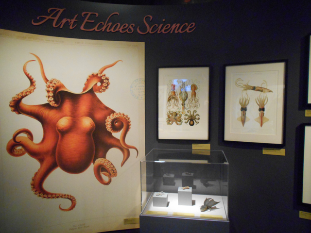 Tentacles display on cephalopods in art and history