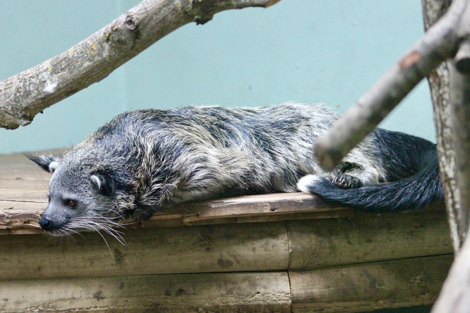 Tenzin, binturong (Arctictis binturong) - August 2025