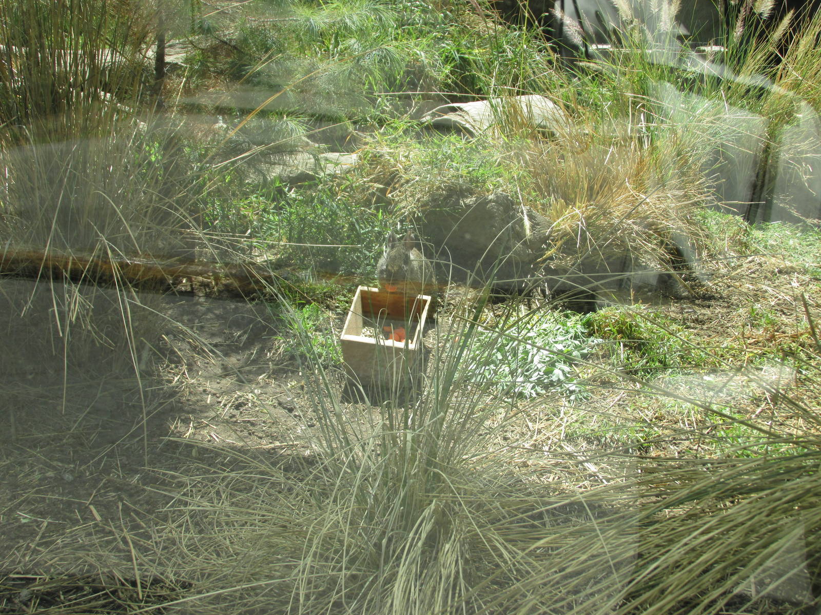 teporingo or volcano rabbit exhibit san juan de aragon zoo