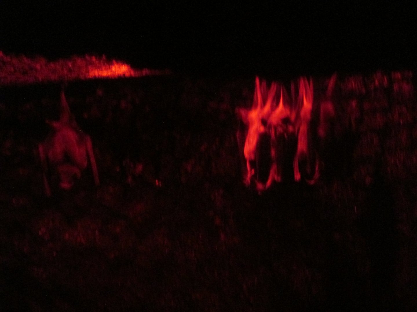 tequila bats a.k.a lesser long nosed bats