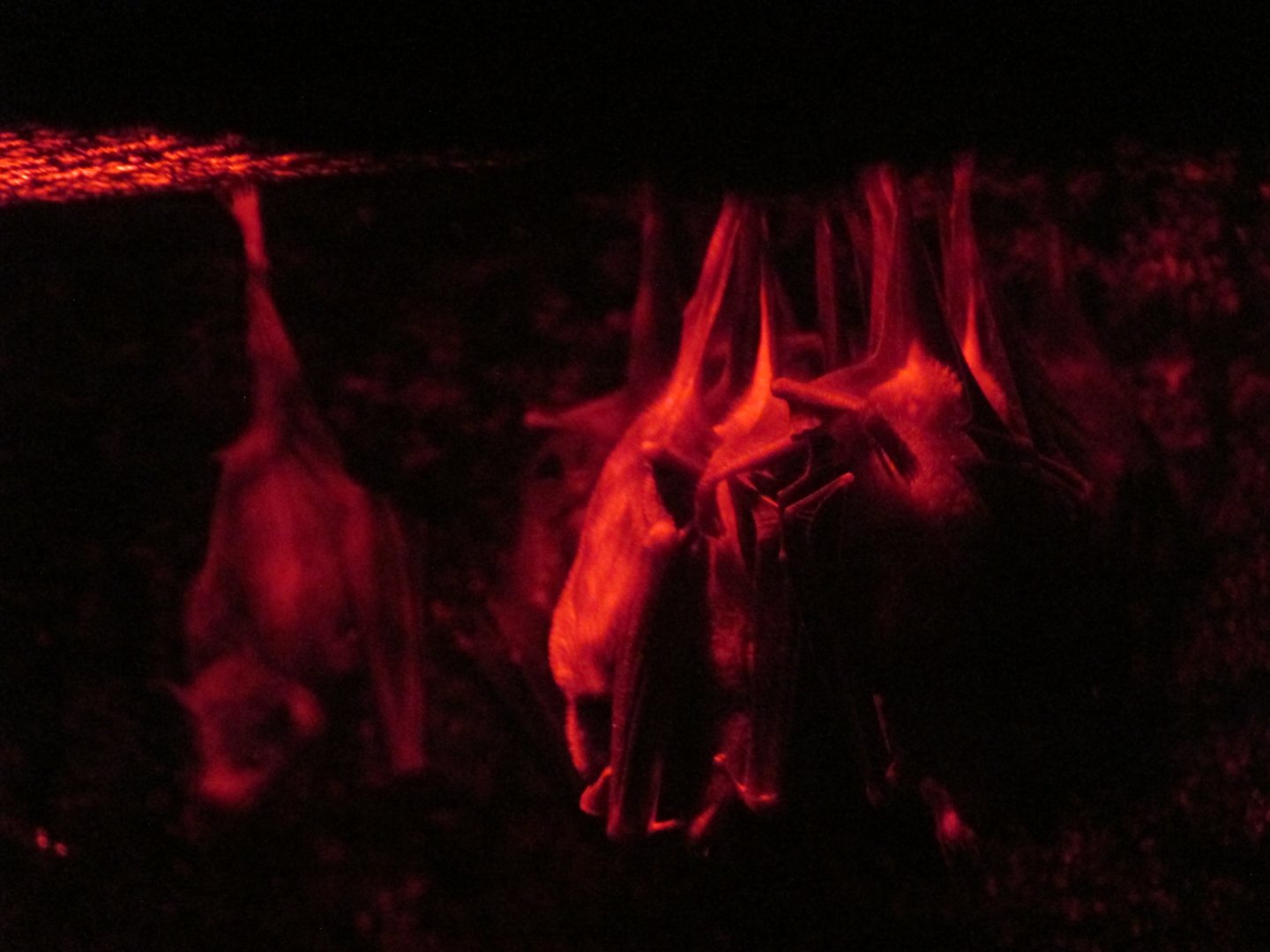 tequila bats a.k.a. lesser long nosed bats