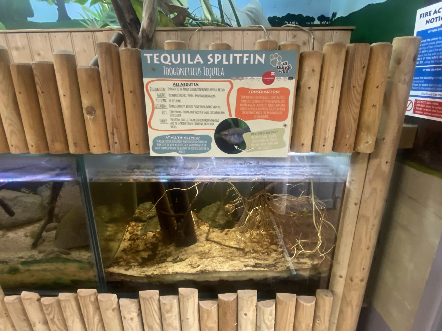 Tequila splitfin exhibit 280425