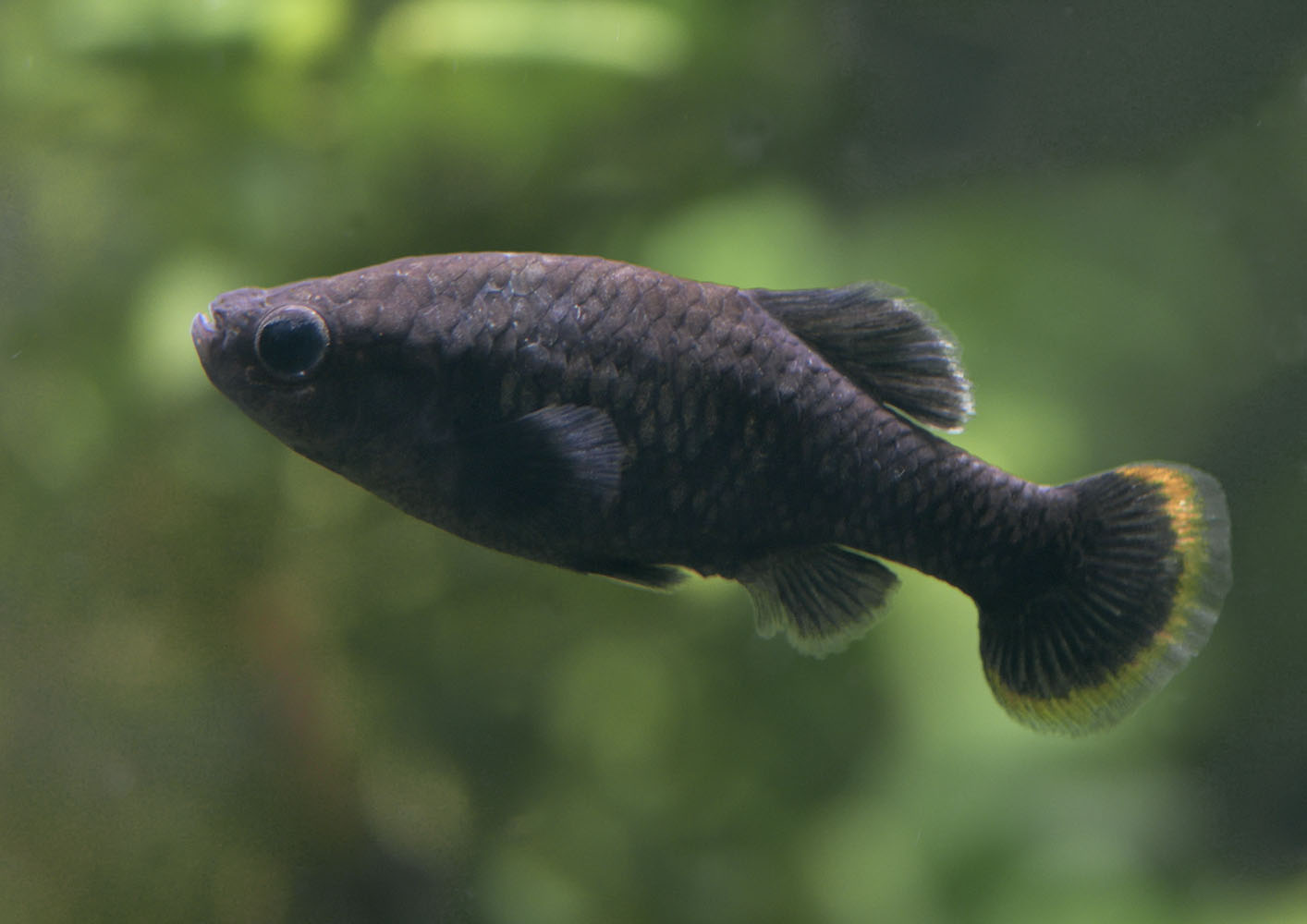 Tequila splitfin male