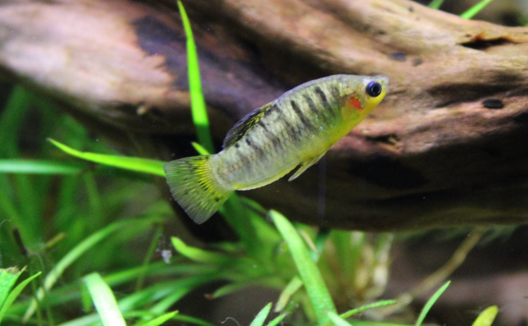 Tequila splitfin - Zoogoneticus tequila