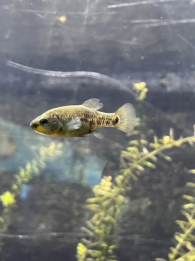 Tequila splitfin (Zoogoneticus tequila)