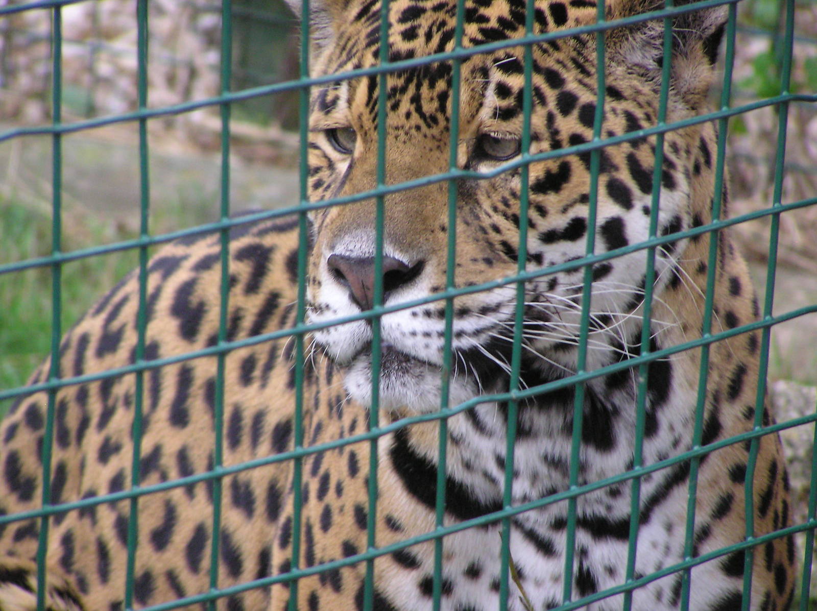 Tequila the Jaguar
