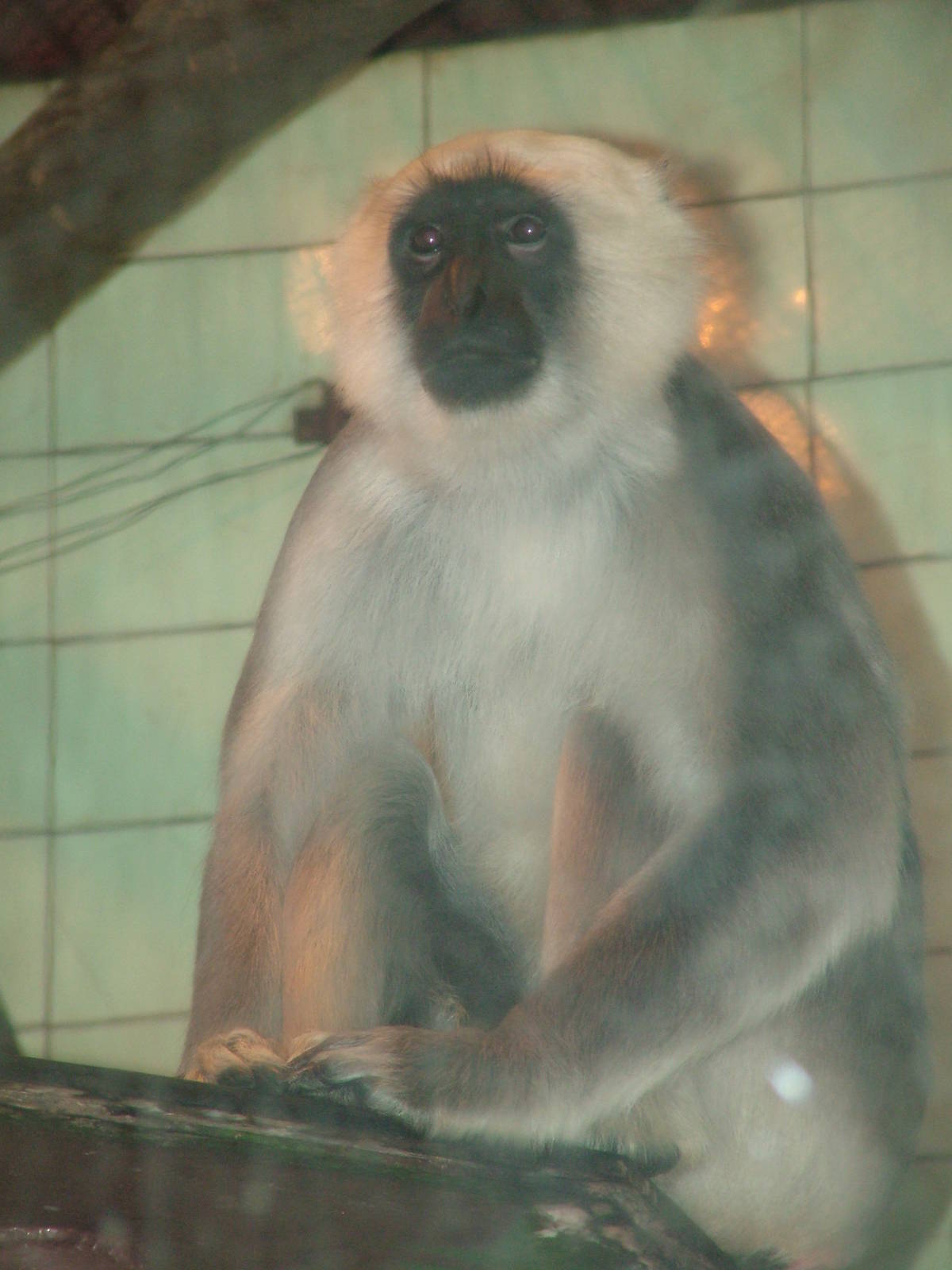 Terai Grey Langur at Ostrava, 29/05/10