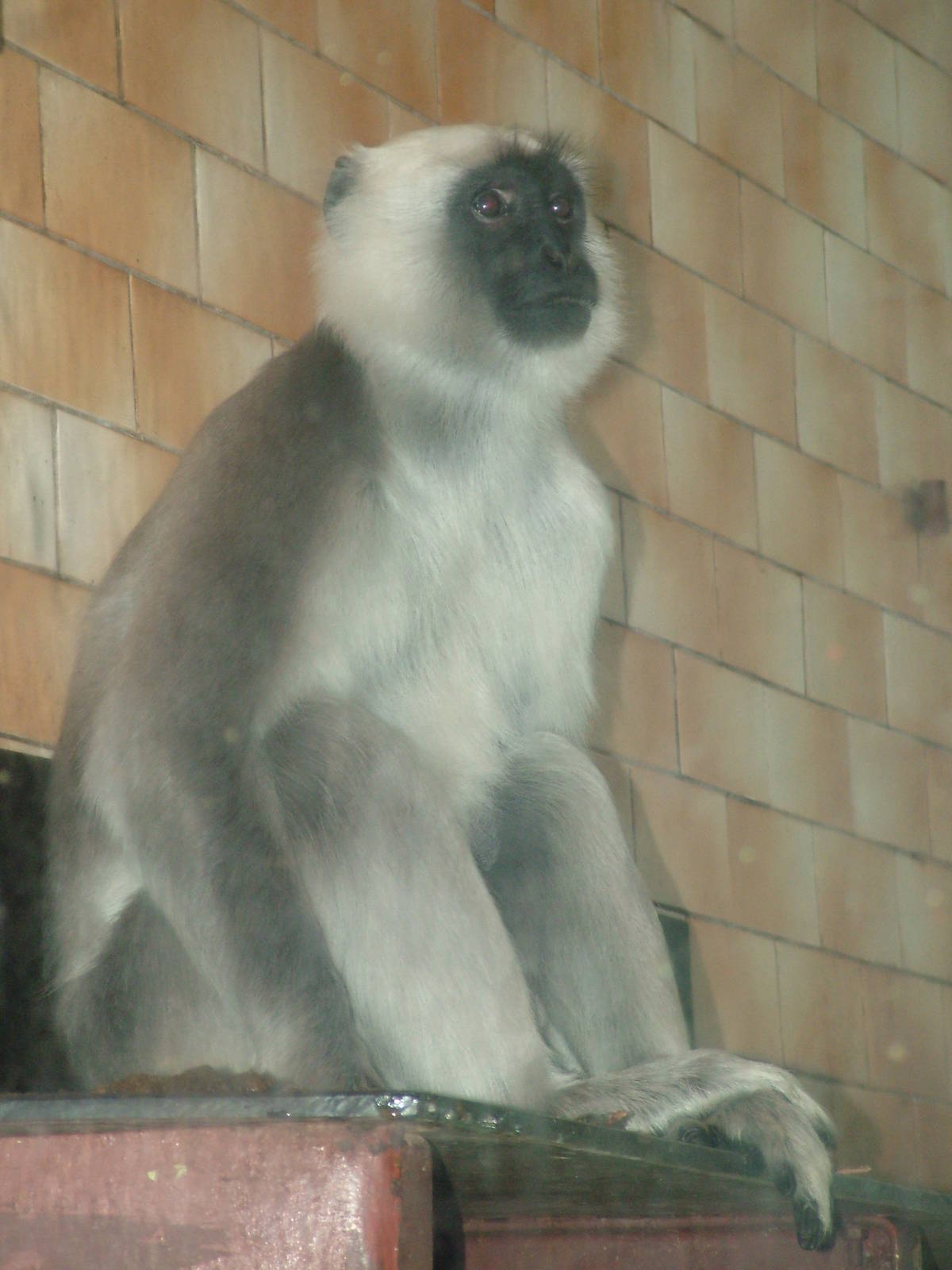 Terai Grey Langur at Ostrava, 29/05/10